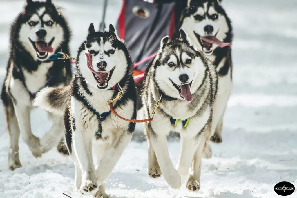 Husky Sleds Riding