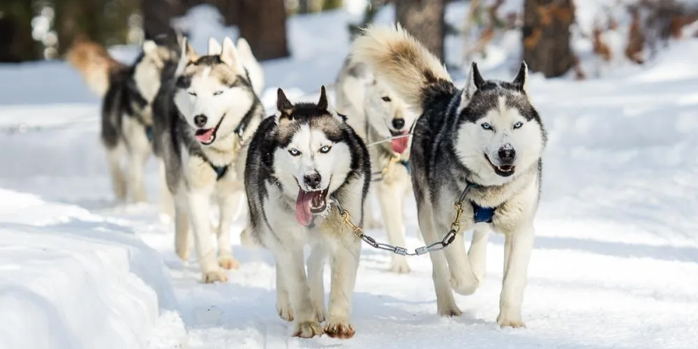Lovozero Husky Park (3-hrs Program)