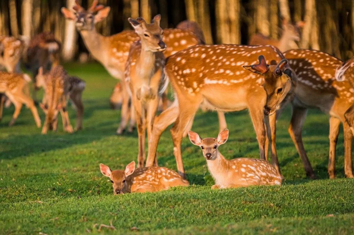 Ecotourism Park "Wild Farm"