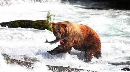 Kuril Lake Bear Watching