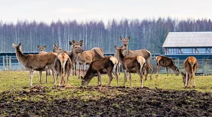 Maral Deer Farm & Antler Baths